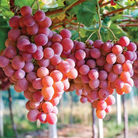Red Grape fruit seeds for planting in home gardens and backyard orchards.