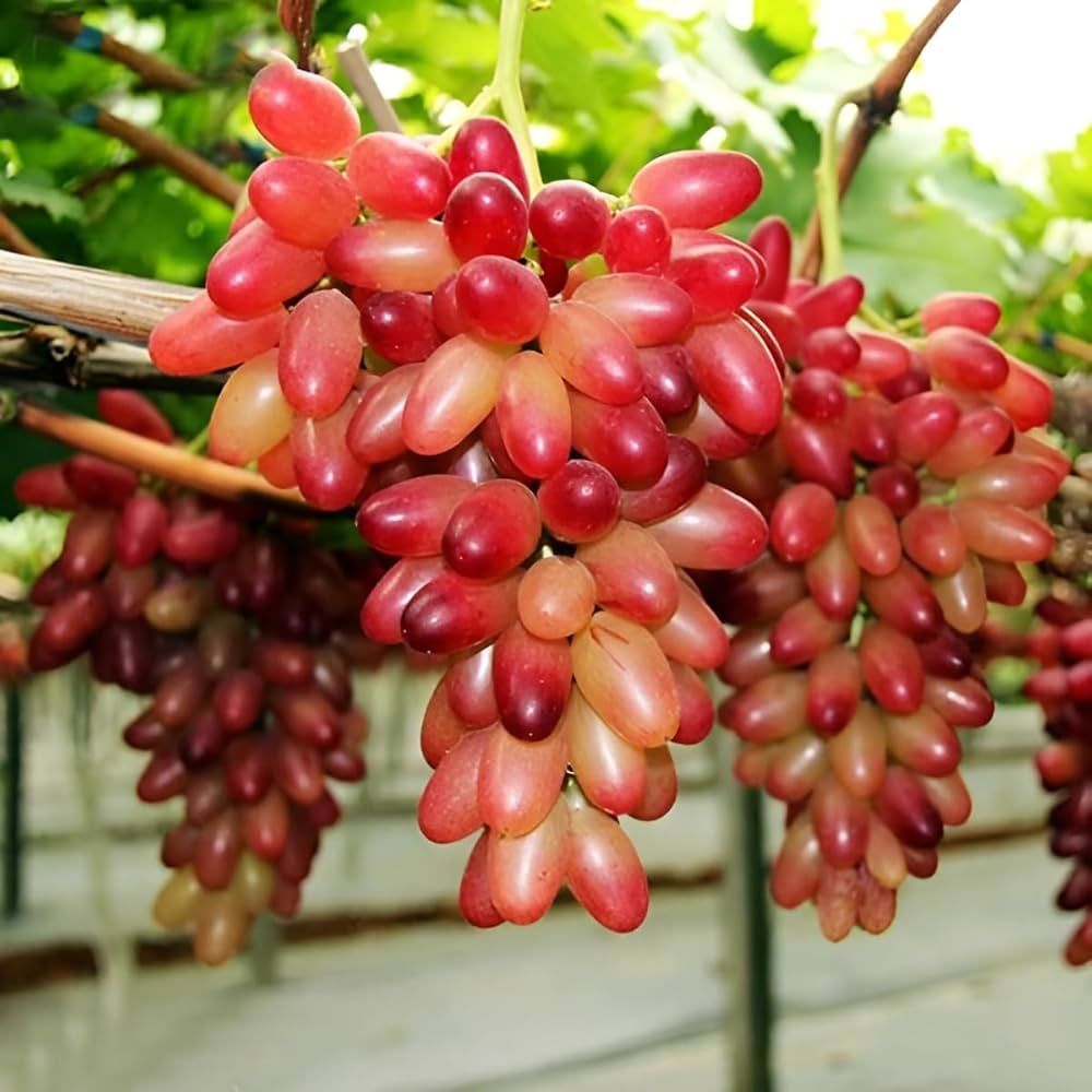 Red Grape seeds for growing climbing fruit vines in outdoor gardens.