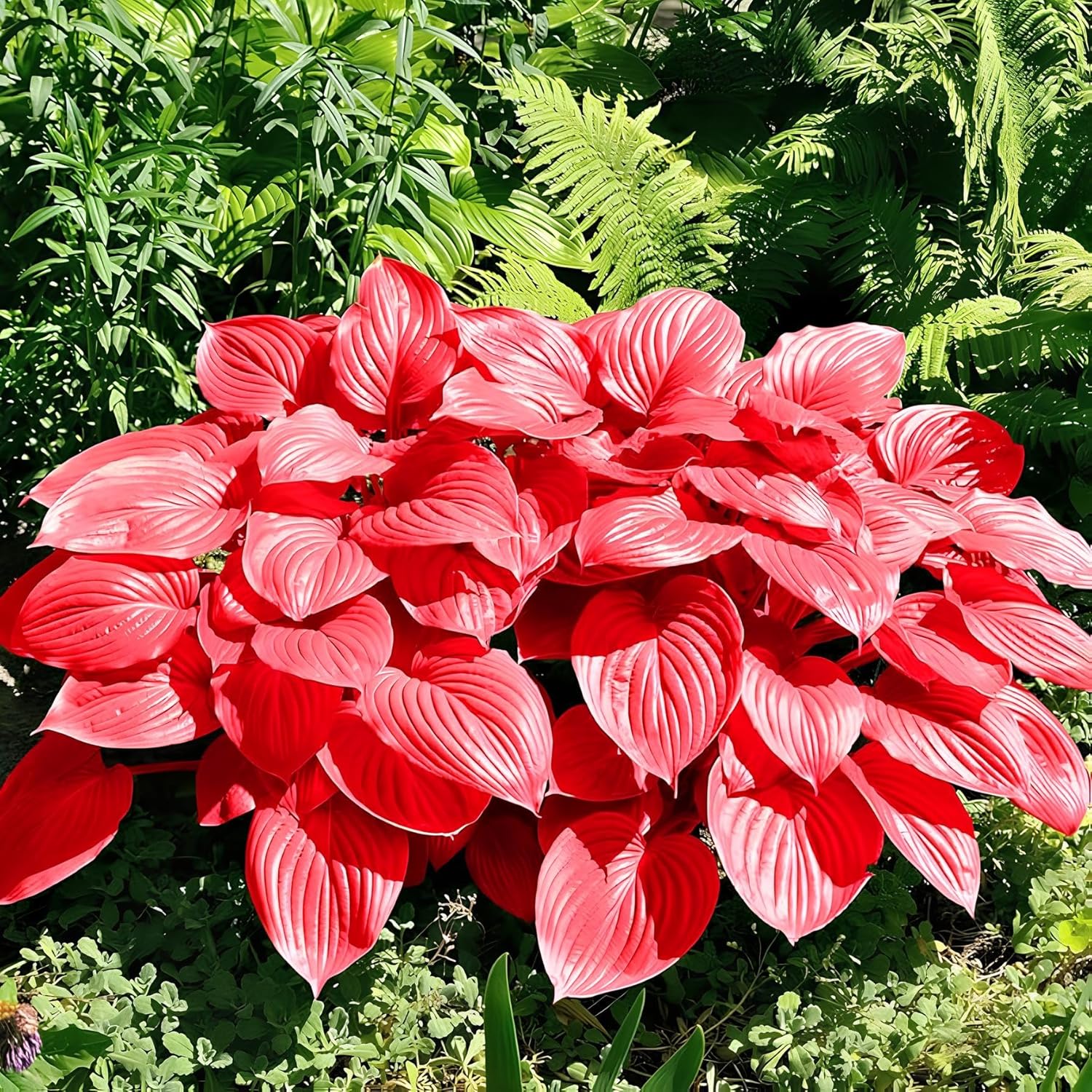 Red Hosta seeds for planting in shade gardens and decorative containers.