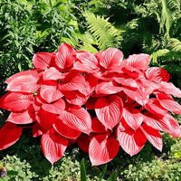 Red Hosta seeds for planting in shade gardens and decorative containers.