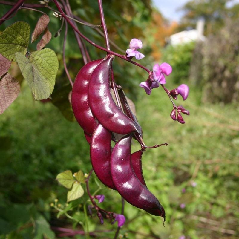 Red Hyacinth Bean Vine Growing on Garden Support