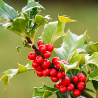 Red Ilex Opaca seeds for planting home gardens