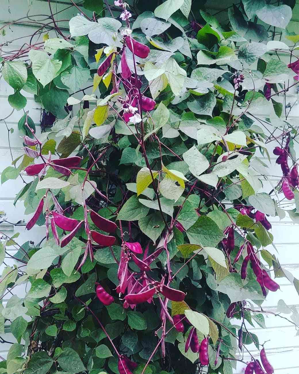 Red Lablab Bean Vegetable Plant in Garden