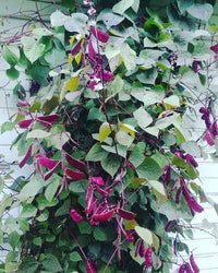Red Lablab Bean Vegetable Plant in Garden