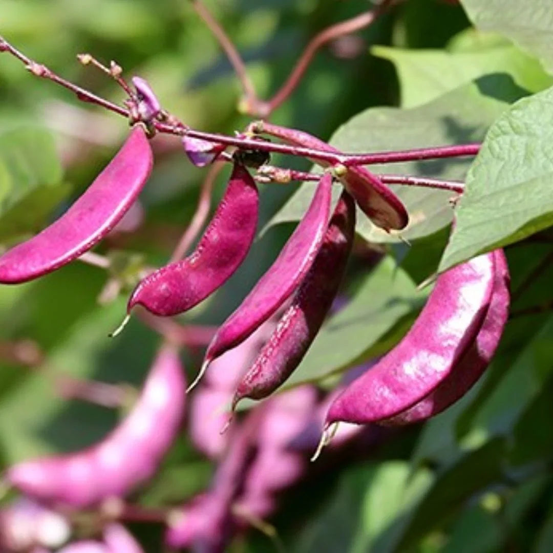 Red Lablab Hyacinth Bean Vine Seeds for Planting