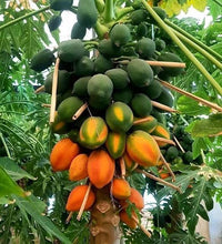 Red Lady Papaya (Carica papaya) seeds for planting in home gardens.