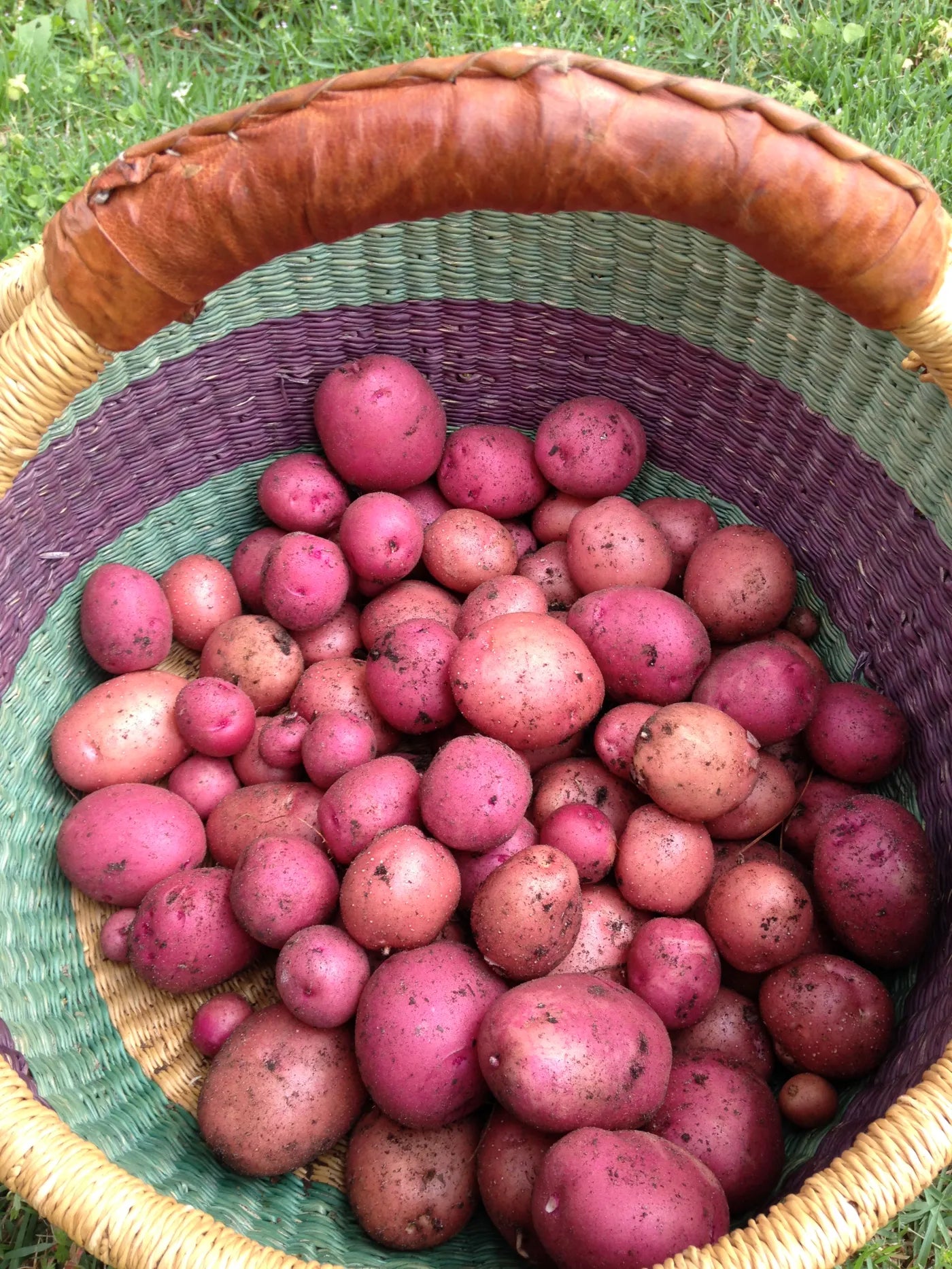 Red Lasoda Fruits on Fruiting Plant
