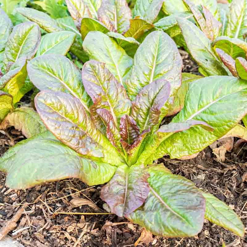 Fresh Red Sails Leaf Lettuce Green and Red Leaves