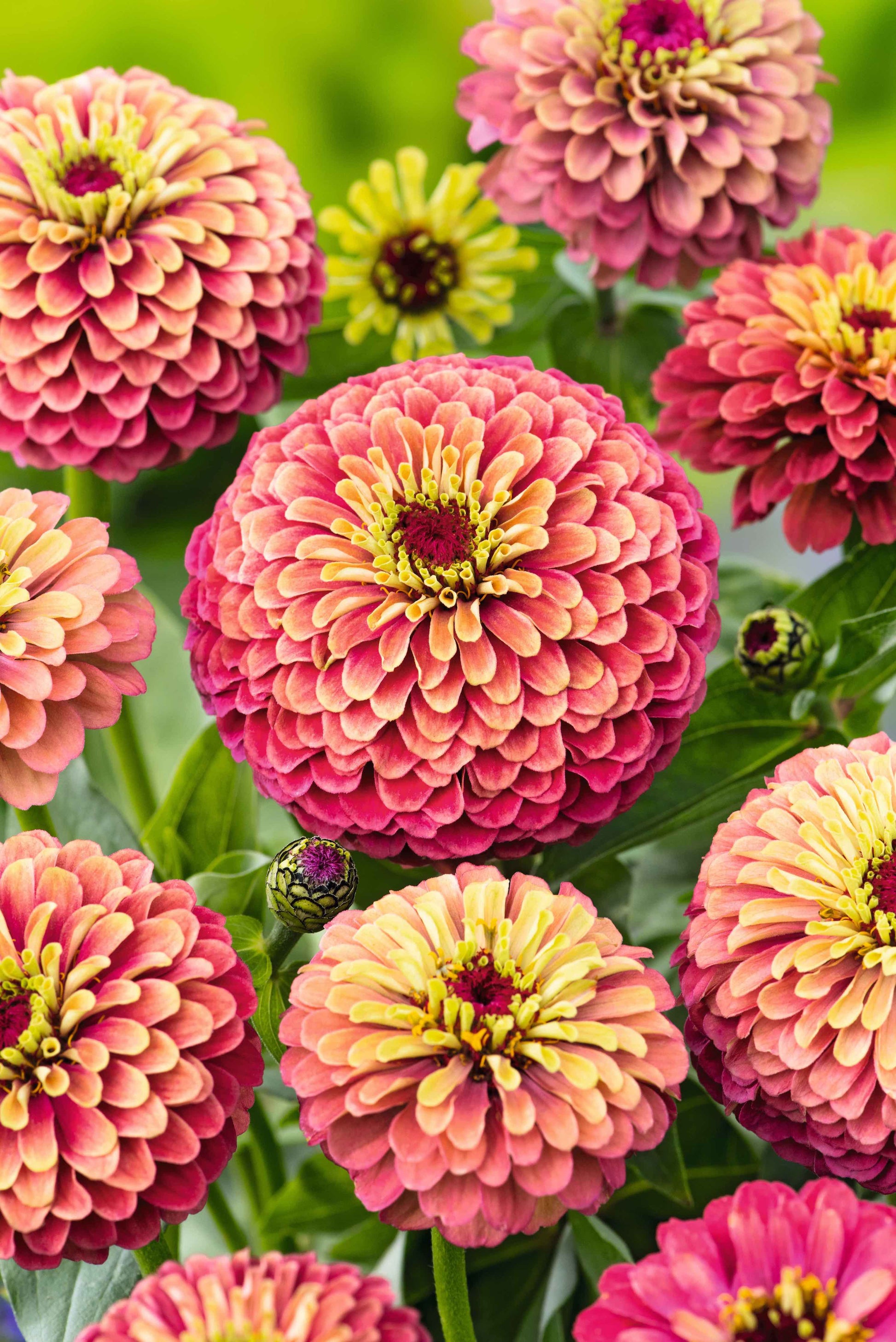 Red Lime Zinnia Elegans Flowers Growing in Garden
