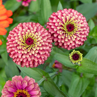 Red Lime Zinnia Flower Seeds for Planting
