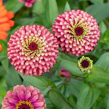 Red Lime Zinnia Flower Seeds for Planting