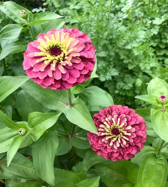 Colorful Red Lime Zinnia Garden Blooms
