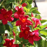 Red Mandevilla vine seeds for ornamental vertical gardens and decorative landscapes.