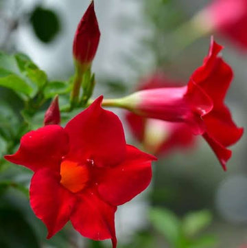 Red Mandevilla Vine flower seeds for planting in home gardens and trellises.