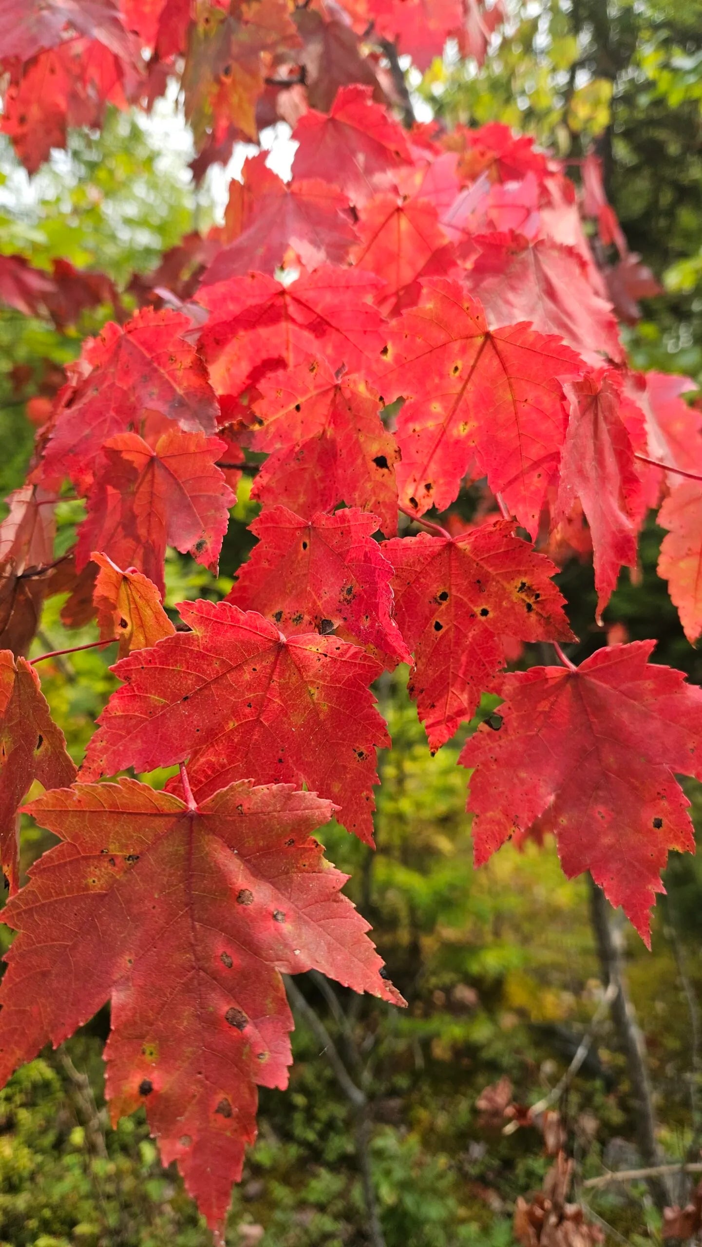 Heirloom Red Maple seeds for landscape and ornamental tree growing.