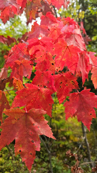 Heirloom Red Maple seeds for landscape and ornamental tree growing.