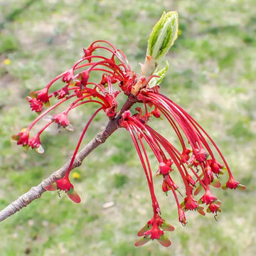 Red Maple tree seeds for planting in home gardens and landscapes.
