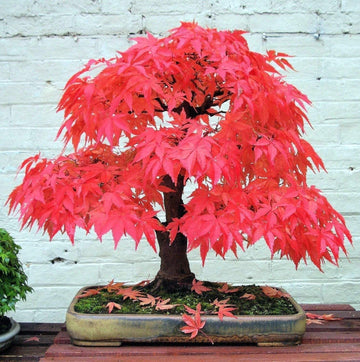 Red Maple Tree Seeds