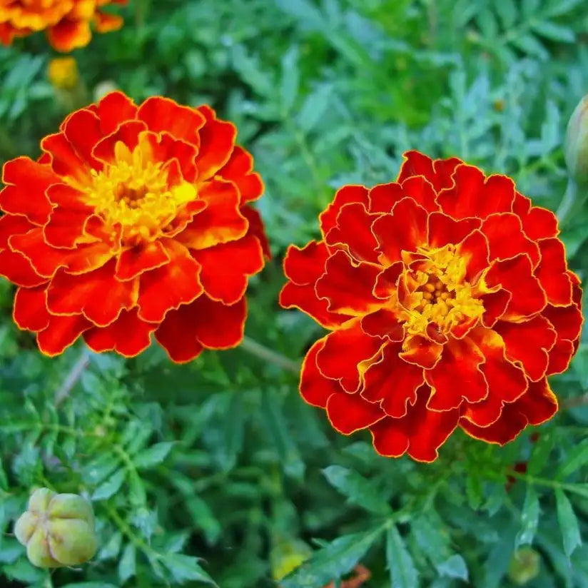 Red Marigold flower seeds for planting in home gardens and flower beds.