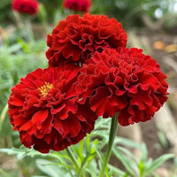 Bright red Marigold flowers blooming in a garden bed.