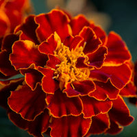 Red Marigold ornamental flower seeds for decorative garden landscapes.