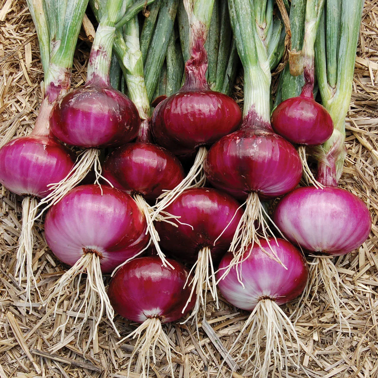 Red Onion seeds for home vegetable garden planting.