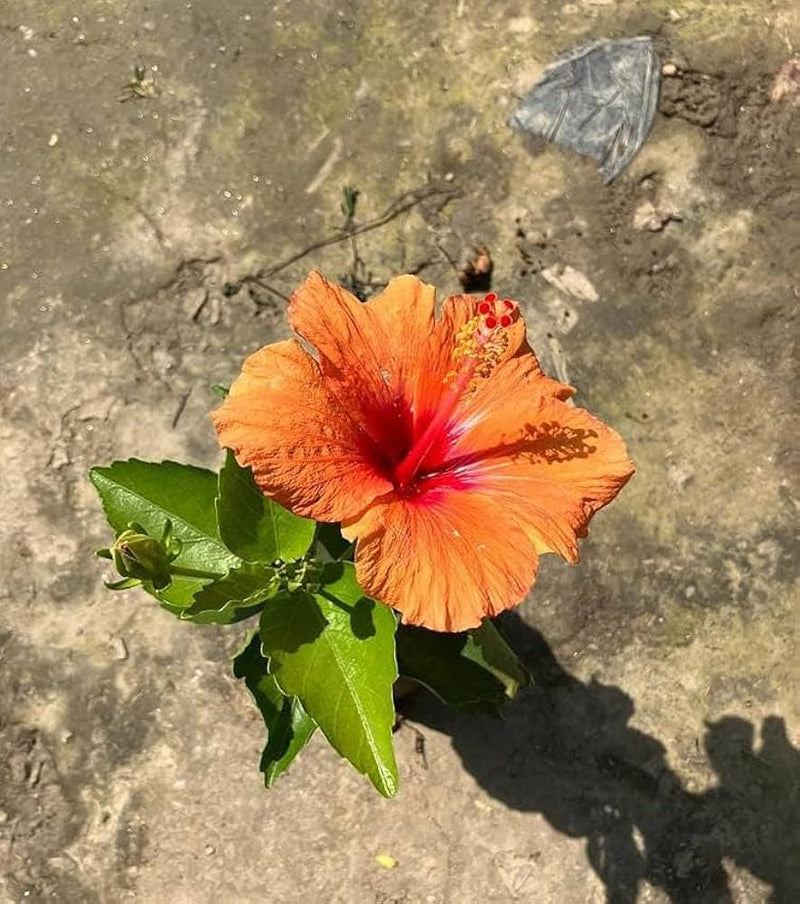 Red Orange Purple Hibiscus seeds for planting in home gardens and containers.
