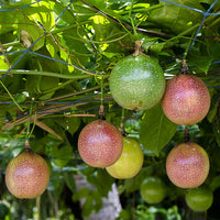 Red passion fruit seeds for planting Passiflora edulis tropical vines