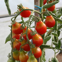 Heirloom Red Pear tomato plants growing in a sunny garden