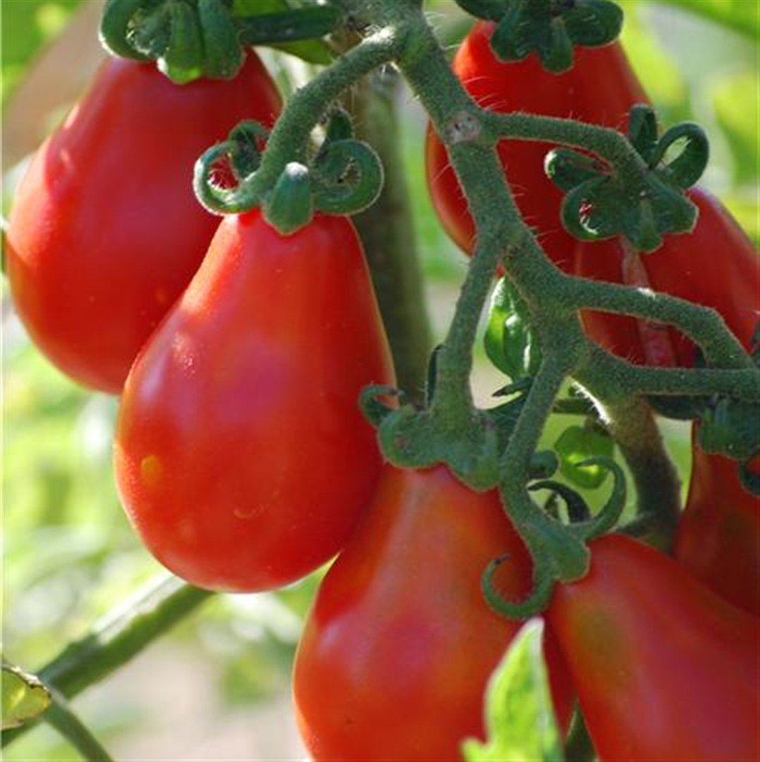 Red Pear tomato seeds for home vegetable garden planting