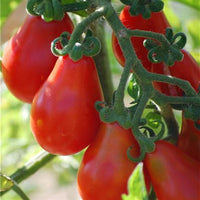 Red Pear tomato seeds for home vegetable garden planting