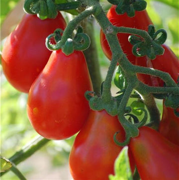 Red Pear tomato seeds for home vegetable garden planting