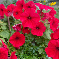 Pelleted Seeds Logro Red Petunia Large Flowers