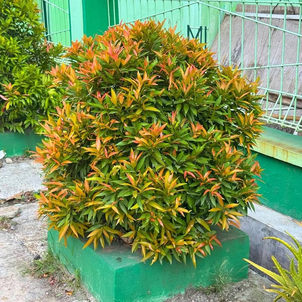 Heirloom Red Photinia seeds for growing evergreen ornamental trees.