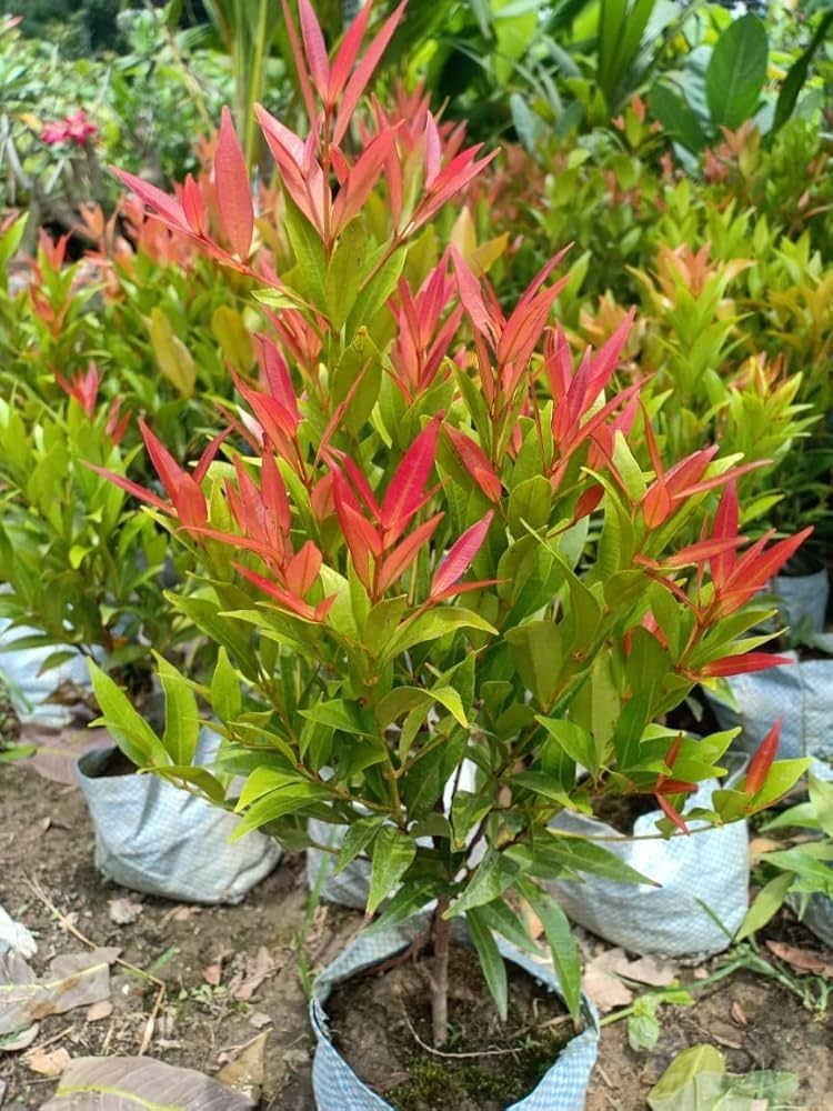 Red Photinia (Photinia serrulata) seeds for planting in home gardens.