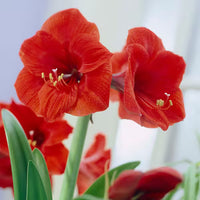 Red Picasso Base Waxed Amaryllis bulb for indoor decorative display.