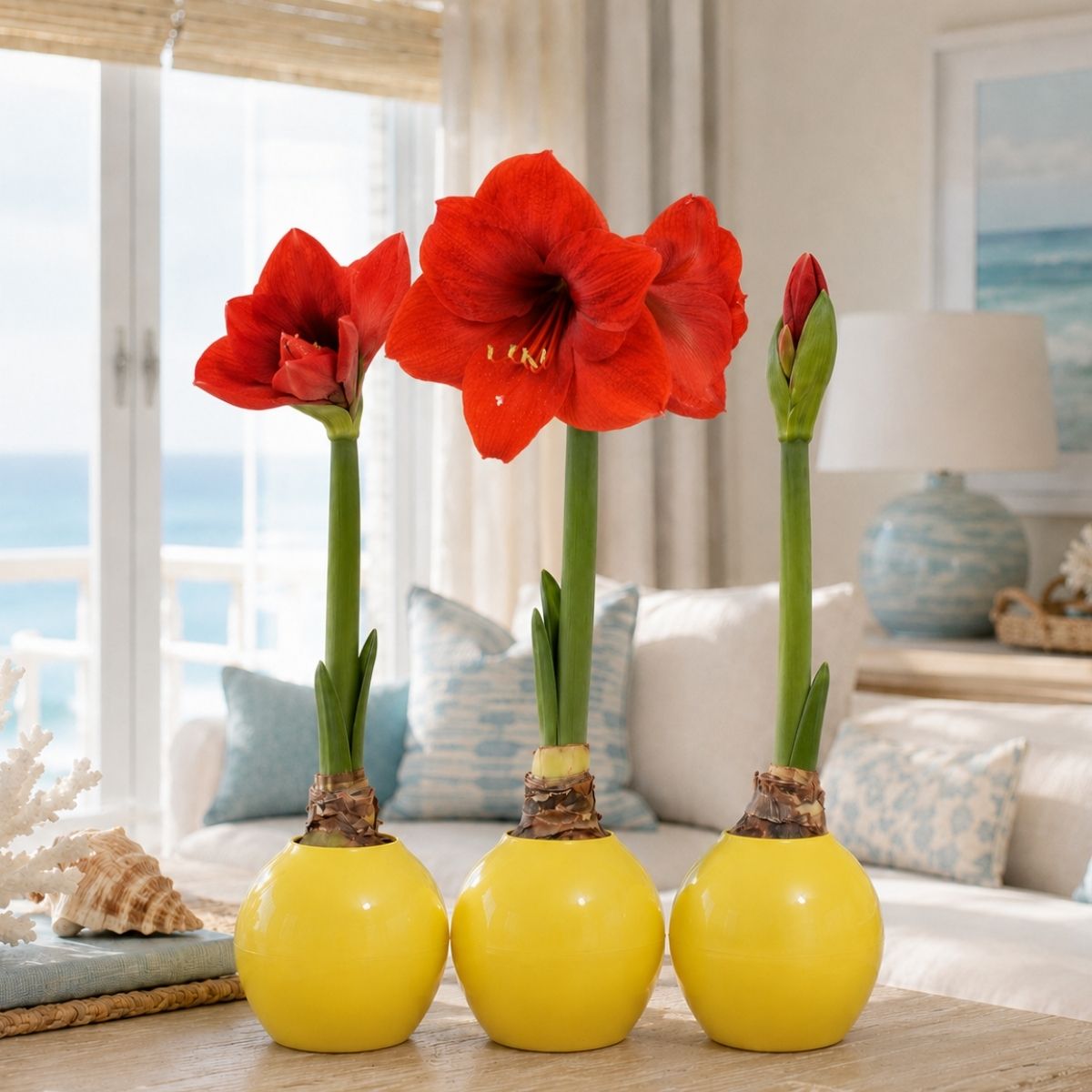 Red Picasso waxed Amaryllis bulb with vibrant blooms on a tabletop.