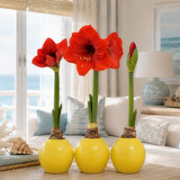 Red Picasso waxed Amaryllis bulb with vibrant blooms on a tabletop.