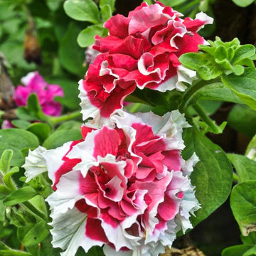 Red White Double Petunia Flower Seeds for Planting Heirloom NONGMO Vibrant Garden Blooms 
 
 Sale