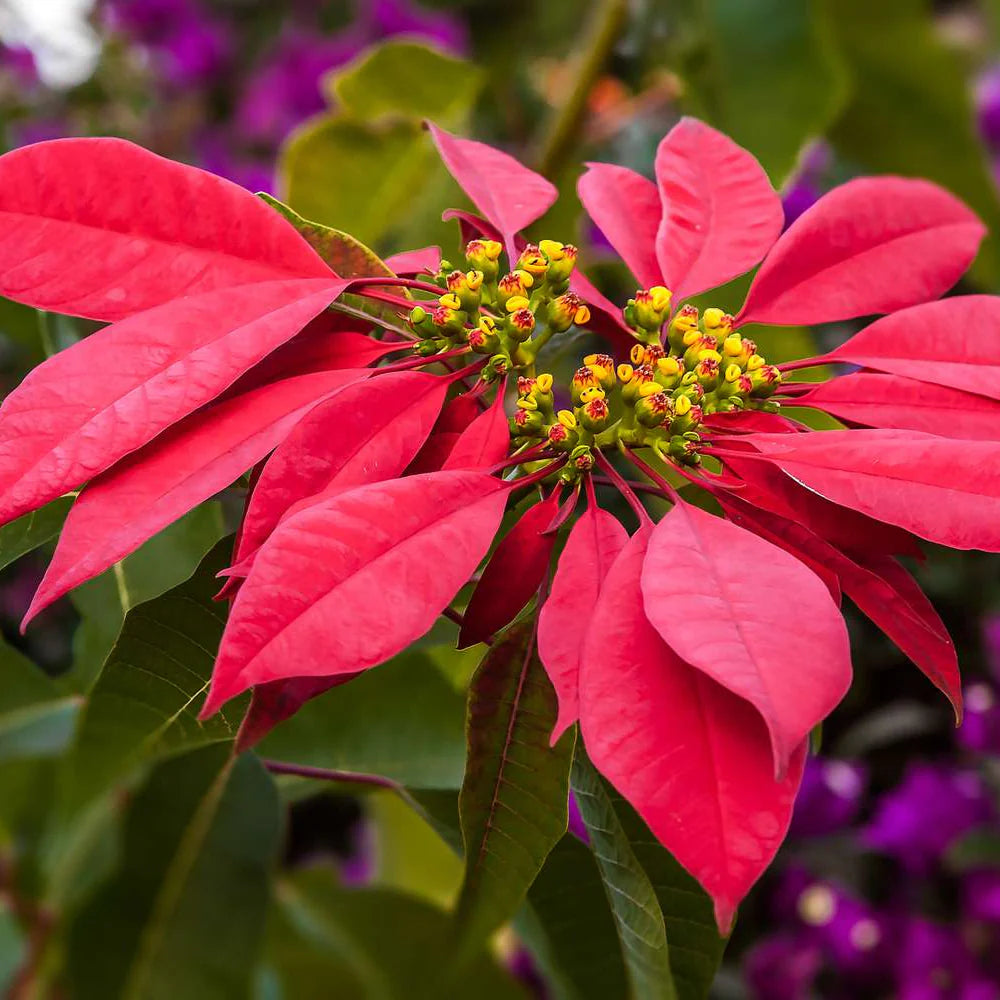 Euphorbia Pulcherrima Flower seeds for Planting Easy to Grow Heirloom & GMO Free Seeds for Home Garden