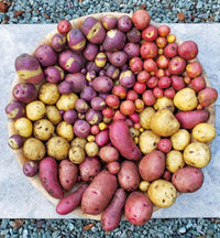 Red Pontiac Potato Plants Growing in Home Garden