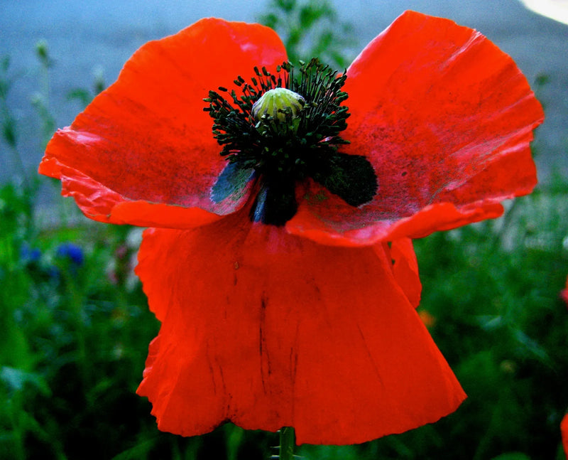 Red Poppy (Papaver somniferum) flowers blooming in a sunny garden border