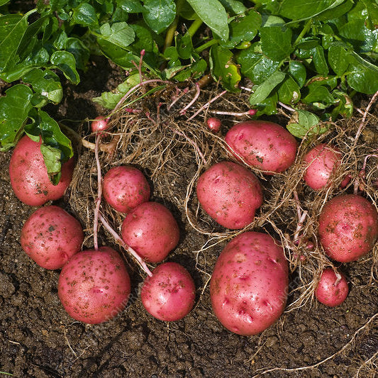 Red Potato Plants Growing in Home Vegetable Garden