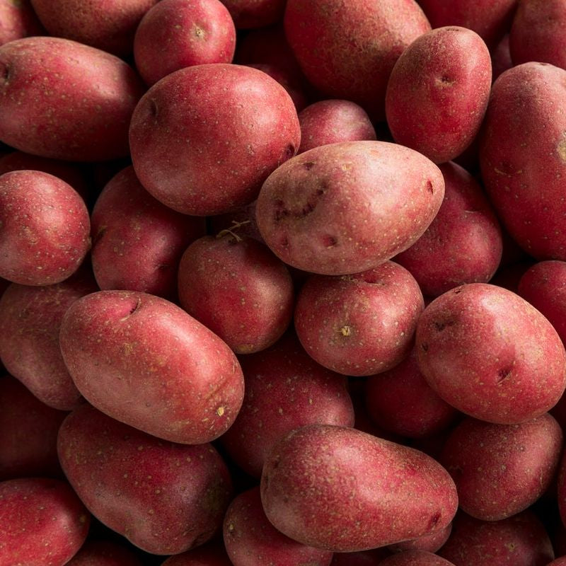 Red Potato Seeds for Planting and Gardening