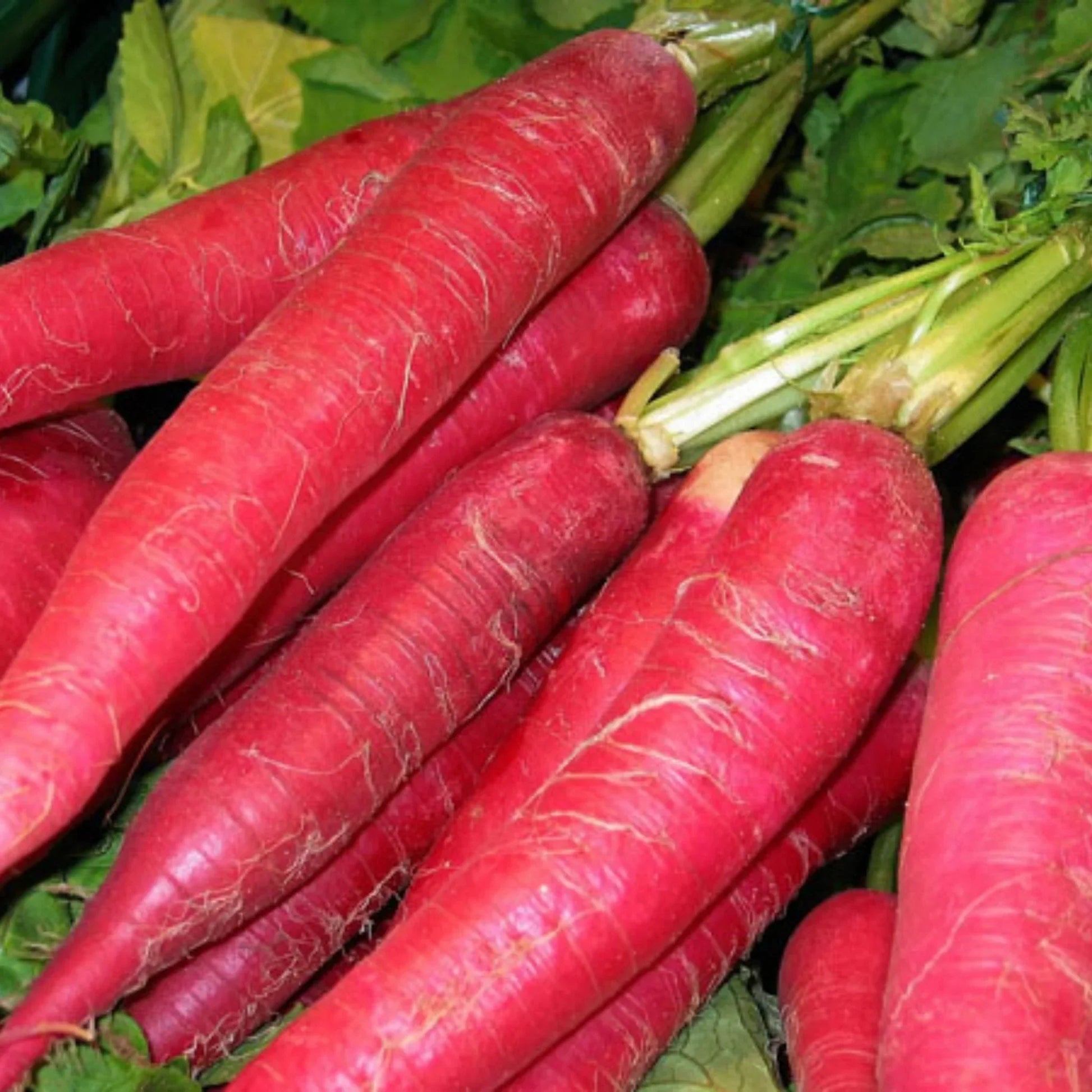 Red Radish plants developing in home garden beds