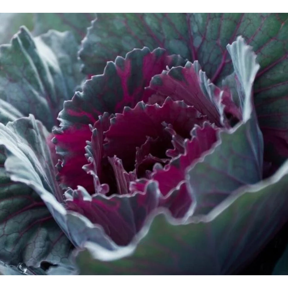 Red Rock cabbage heads growing in a vegetable garden