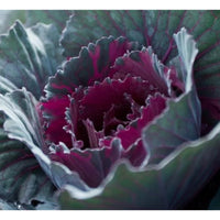Red Rock cabbage heads growing in a vegetable garden