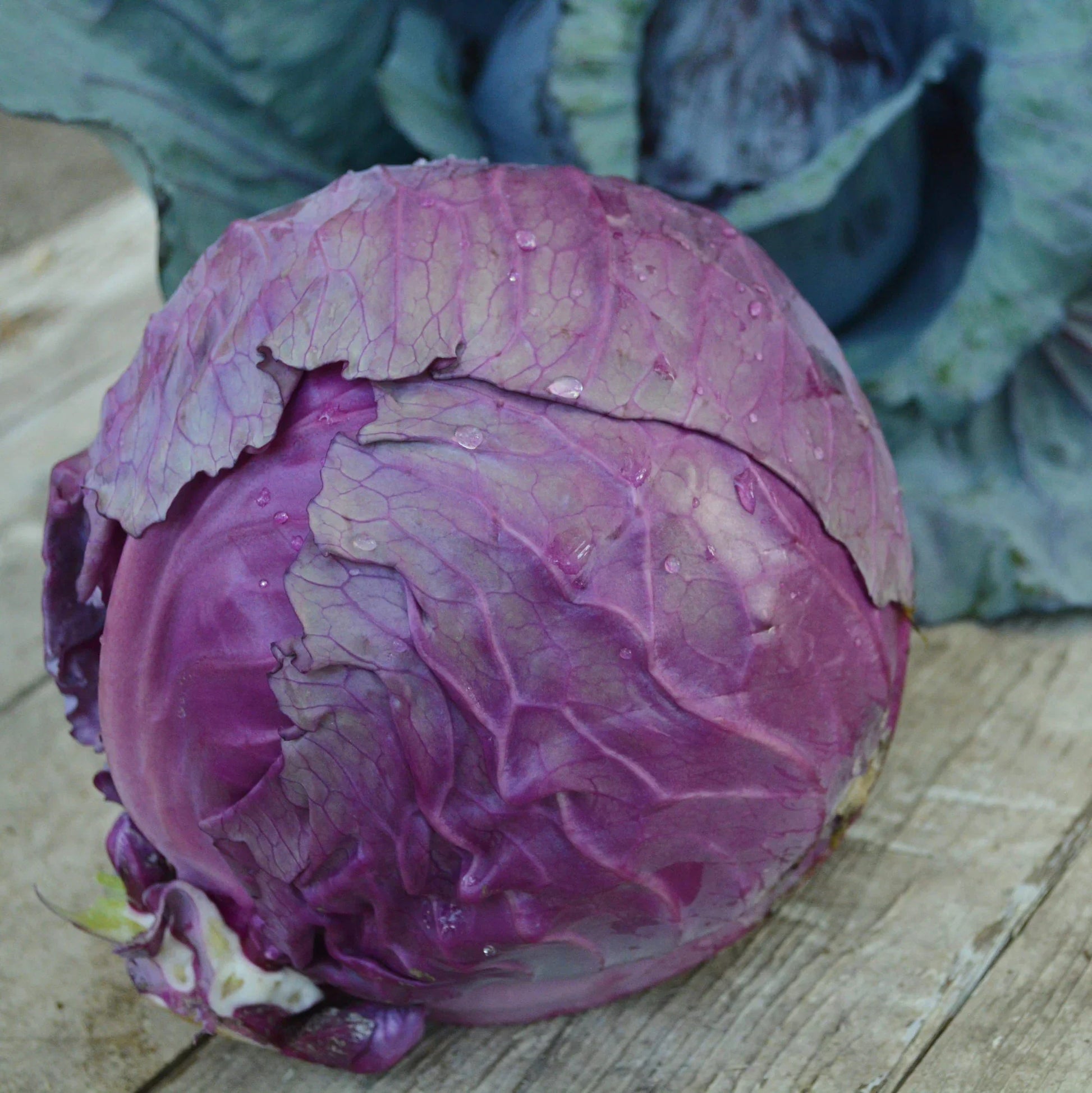 Red Rock Cabbage seeds for home vegetable garden planting