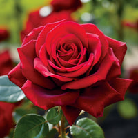 Red Rose Seeds for Planting and Gardening