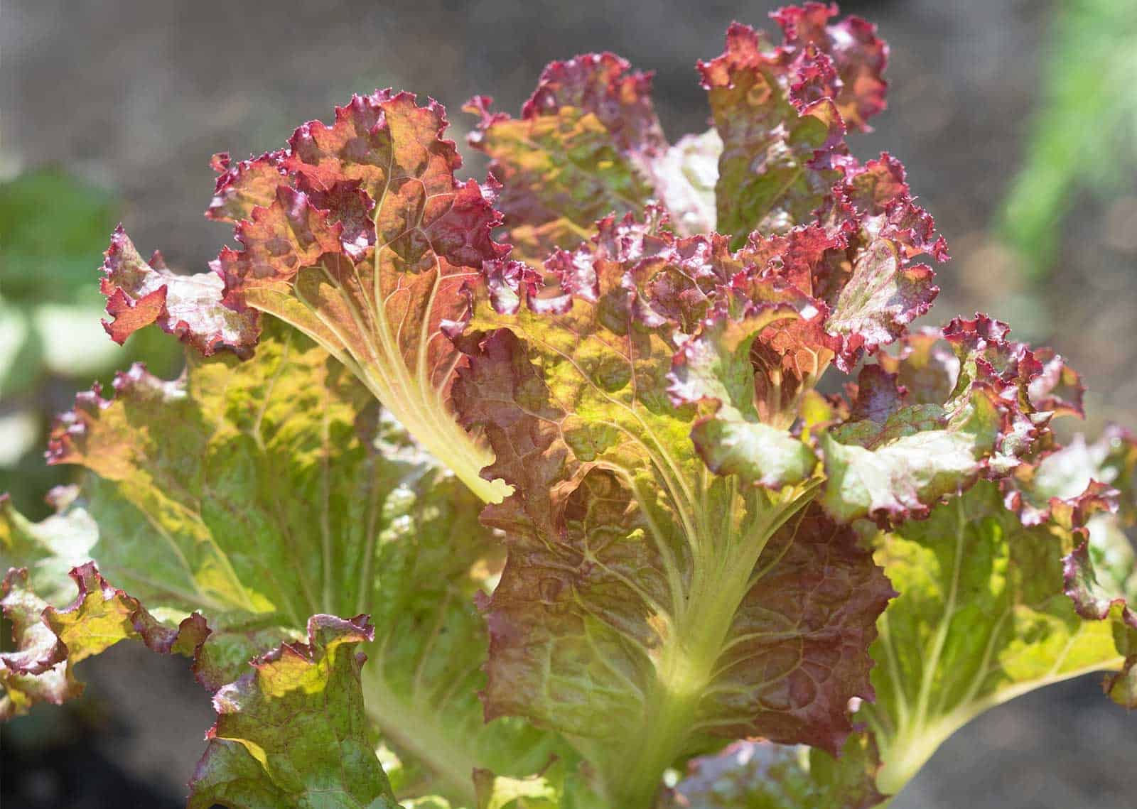 Red Sails Lettuce Growing in Home Garden